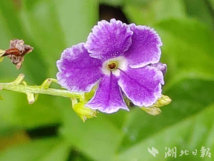 手机验证送白菜